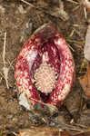 Skunk cabbage